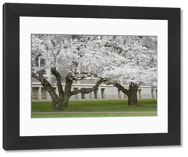 WA, Seattle, Japanese Cherry trees in bloom, The Quad, at the University of Washington