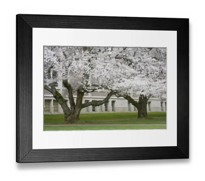 Framed Print : WA, Seattle, Japanese Cherry trees in bloom, The Quad, at the University of Washington Framed Print : WA, Seattle, Japanese Cherry trees in bloom, The Quad, at the University of Washington