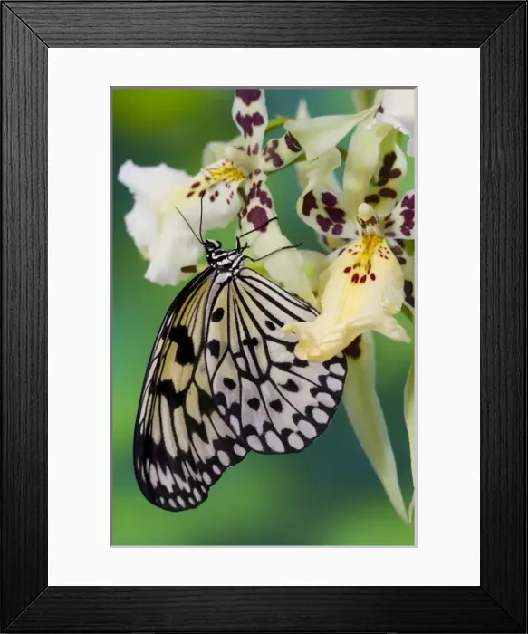 Framed Print : Sammamish Washington Tropical Butterflies photograph of Idea leuconoe the Paper Kite Framed Print : Sammamish Washington Tropical Butterflies photograph of Idea leuconoe the Paper Kite