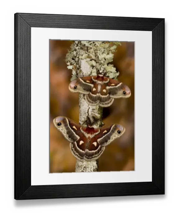 Framed Print : Pair of North American Silk Moth Hyalopora columbia photographed Sammamish, Washington