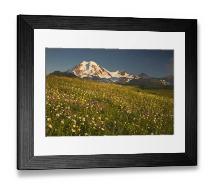 Framed Print : WA, Mt. Baker Wilderness, Mt. Baker and wildflower meadow from Skyline Divide Framed Print : WA, Mt. Baker Wilderness, Mt. Baker and wildflower meadow from Skyline Divide