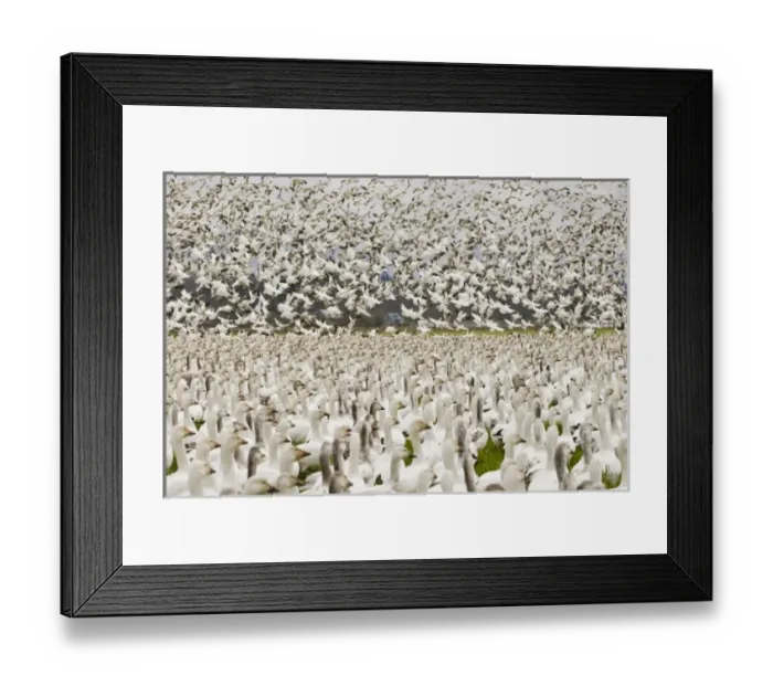 Framed Print : USA, North America, Washington Framed Print : USA, North America, Washington