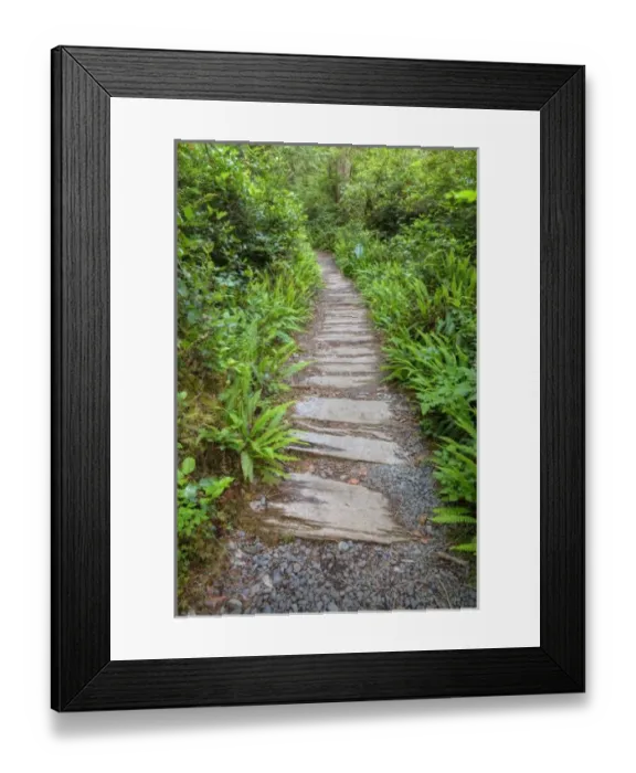 Framed Print : USA, Washington, Olympic National Park, Cape Alava trail, cedar boardwalk Framed Print : USA, Washington, Olympic National Park, Cape Alava trail, cedar boardwalk