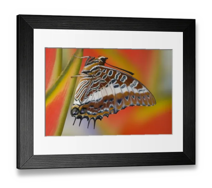 Framed Print : Sammamish Washington Tropical Butterflies photograph of Charaxes brutus the White-barred Framed Print : Sammamish Washington Tropical Butterflies photograph of Charaxes brutus the White-barred