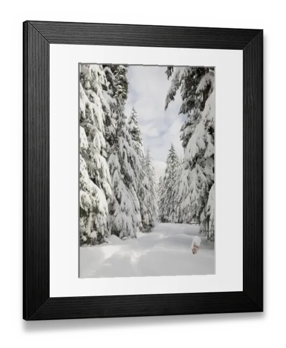 Framed Print : WA, Mount Baker Snoqualmie National Forest, snow covered forest road Framed Print : WA, Mount Baker Snoqualmie National Forest, snow covered forest road