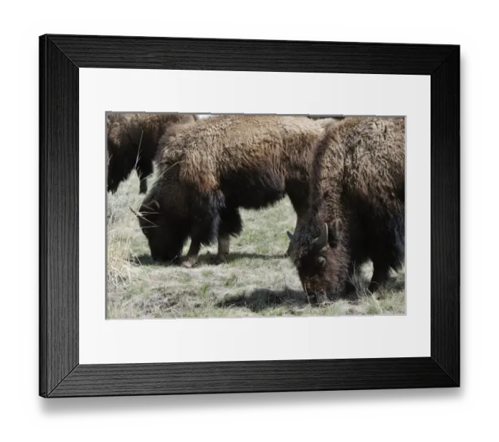 Framed Print : USA, North America, Wyoming Framed Print : USA, North America, Wyoming