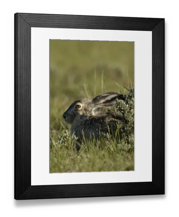 Framed Print : USA, North America, Wyoming Framed Print : USA, North America, Wyoming