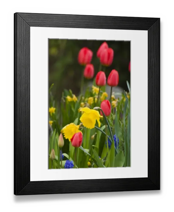 Framed Print : Bright spring garden creates elegant natural bouquet Framed Print : Bright spring garden creates elegant natural bouquet