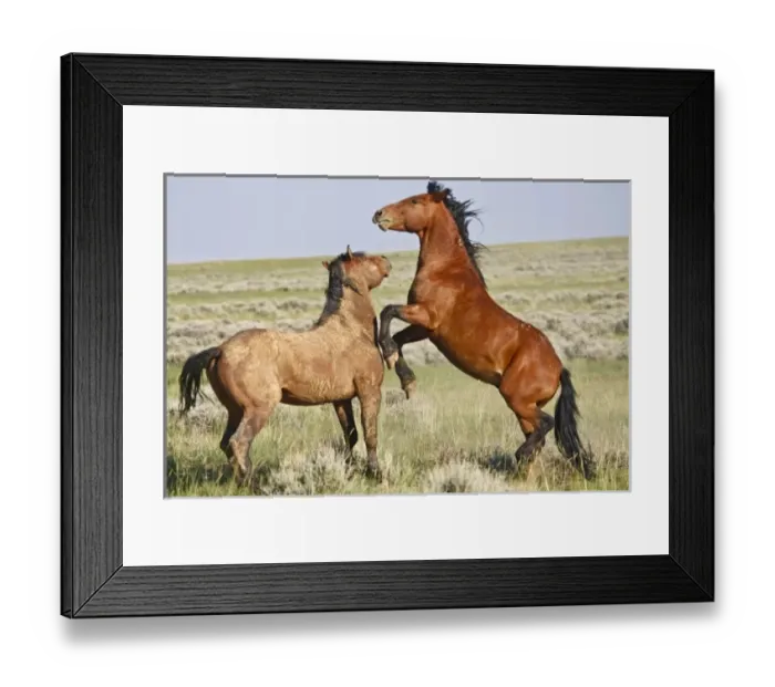 Framed Print : USA, North America, Wyoming Framed Print : USA, North America, Wyoming