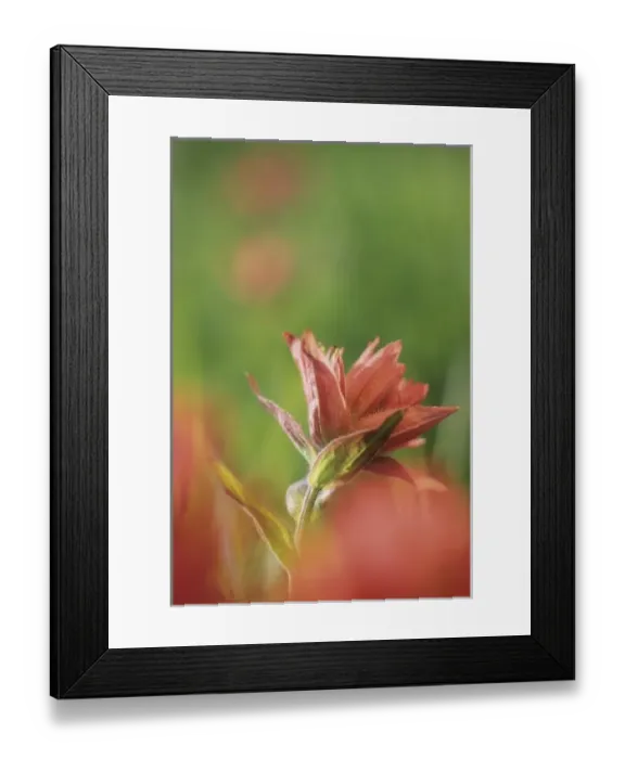 Framed Print : Flower in field, Washington
