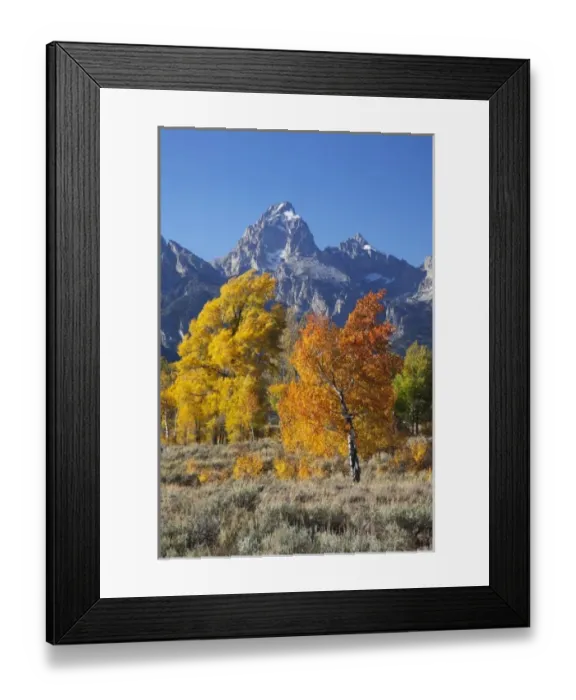 Framed Print : WY, Grand Teton NP, aspen trees with the Teton mountain range Framed Print : WY, Grand Teton NP, aspen trees with the Teton mountain range