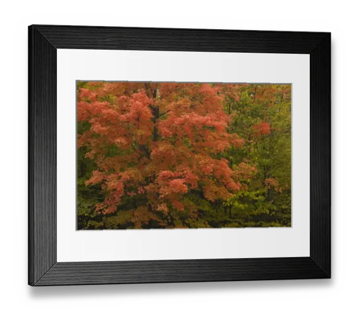 Framed Print : USA, Michigan, Chequamegon National Forest. A vibrant maple tree in full autumn color Framed Print : USA, Michigan, Chequamegon National Forest. A vibrant maple tree in full autumn color