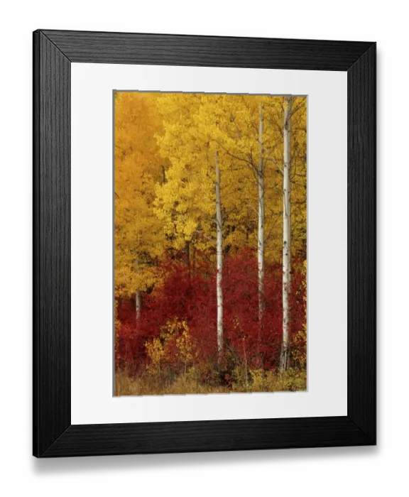 Framed Print : WA, Wenatchee NF, aspen trees in autumn Framed Print : WA, Wenatchee NF, aspen trees in autumn