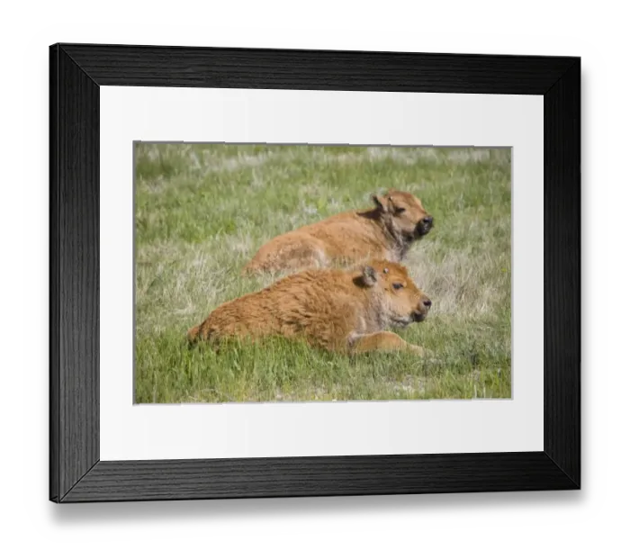 Framed Print : USA, North America, Wyoming Framed Print : USA, North America, Wyoming