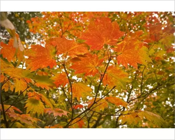 Japanese Garden, Washinton Park, Autumn Colors, Seattle, Washington State, USA (RF)