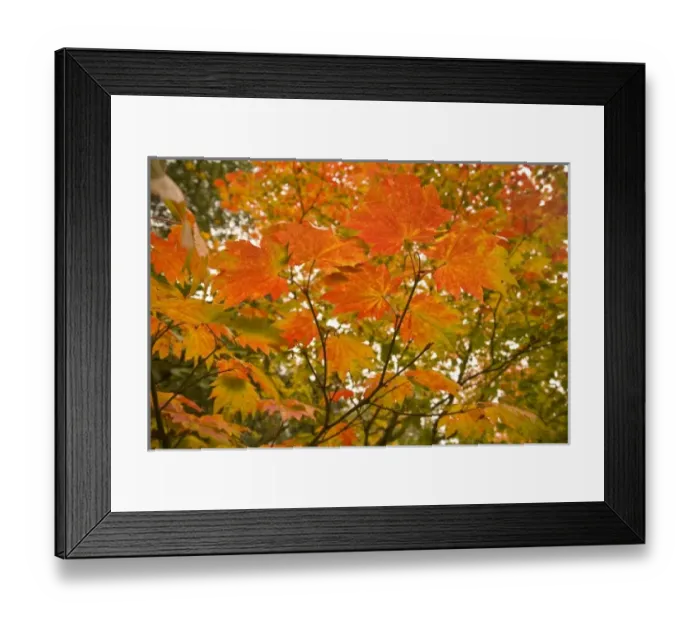 Framed Print : Japanese Garden, Washinton Park, Autumn Colors, Seattle, Washington State, USA (RF) Framed Print : Japanese Garden, Washinton Park, Autumn Colors, Seattle, Washington State, USA (RF)