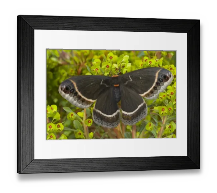 Framed Print : USA, North America, Washington