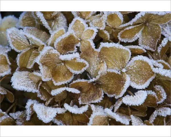 Frosted Hydrangea flower dried over the winter in our garden, Sammmamish Washington