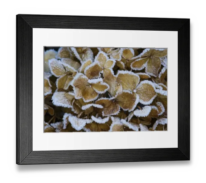 Framed Print : Frosted Hydrangea flower dried over the winter in our garden, Sammmamish Washington Framed Print : Frosted Hydrangea flower dried over the winter in our garden, Sammmamish Washington