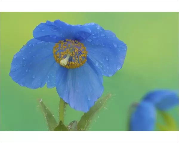 Blue Himalayan Poppy just after a rain in our garden Sammamish, Washington