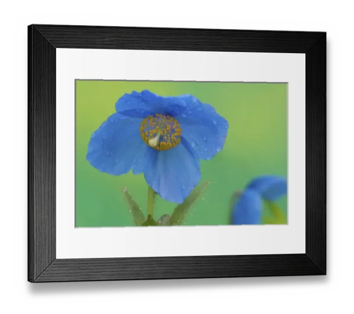 Framed Print : Blue Himalayan Poppy just after a rain in our garden Sammamish, Washington Framed Print : Blue Himalayan Poppy just after a rain in our garden Sammamish, Washington
