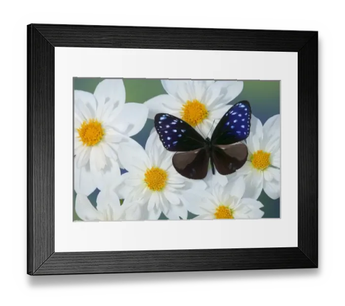 Framed Print : USA, North America, Washington