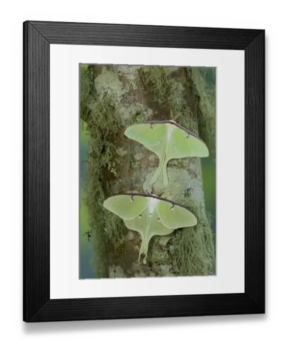 Framed Print : USA, North America, Washington