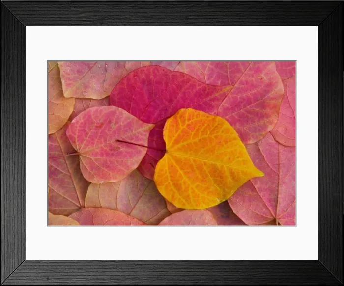 Framed Print : Fall color on Forest Pansy Redbud fallen leaves, Sammamish, Washington Framed Print : Fall color on Forest Pansy Redbud fallen leaves, Sammamish, Washington