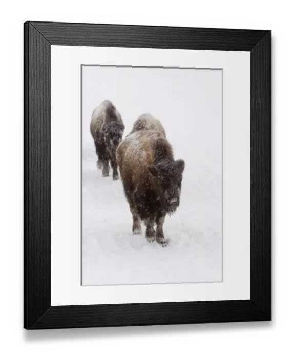 Framed Print : USA, WY, Yellowstone NP, American Bison (Bison bison)