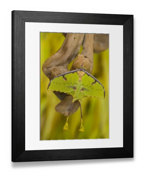 Framed Print : USA, North America, Washington Framed Print : USA, North America, Washington