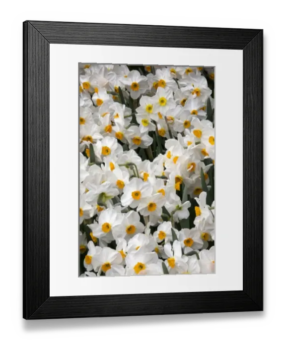 Framed Print : USA, North America, Washington Framed Print : USA, North America, Washington