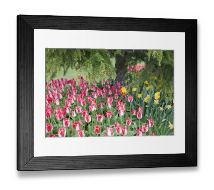 Framed Print : WA, Skagit Valley, Roozengaarde Tulip Garden, Colorful tulip scene Framed Print : WA, Skagit Valley, Roozengaarde Tulip Garden, Colorful tulip scene