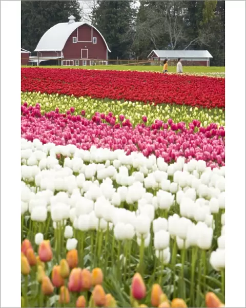 Tulip fields of Mt. Vernon, Skagit County, WA