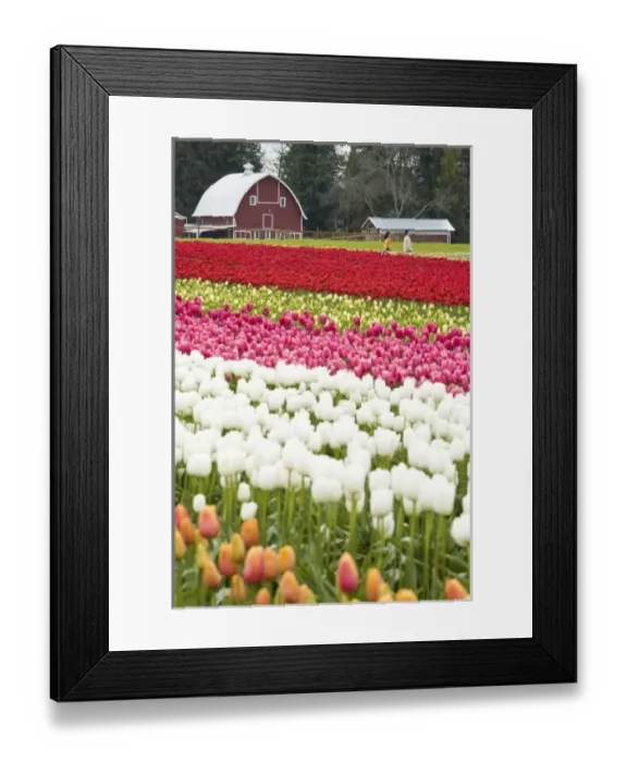 Framed Print : Tulip fields of Mt. Vernon, Skagit County, WA