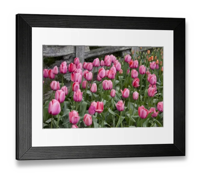 Framed Print : WA, Skagit Valley, Roozengaarde Tulip Garden, Colorful tulips Framed Print : WA, Skagit Valley, Roozengaarde Tulip Garden, Colorful tulips