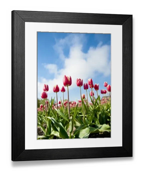 Framed Print : USA, Washington. World famous Skagit Valley tulips in bloom Framed Print : USA, Washington. World famous Skagit Valley tulips in bloom