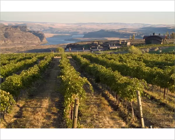 Vineyard and buildings of Cave B Winery and Inn overlooking Columbia River in central Washington