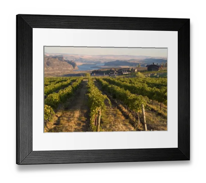 Framed Print : Vineyard and buildings of Cave B Winery and Inn overlooking Columbia River in central Washington Framed Print : Vineyard and buildings of Cave B Winery and Inn overlooking Columbia River in central Washington