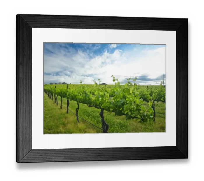 Framed Print : USA, Washington, Walla Walla. Vineyard in Walla Walla