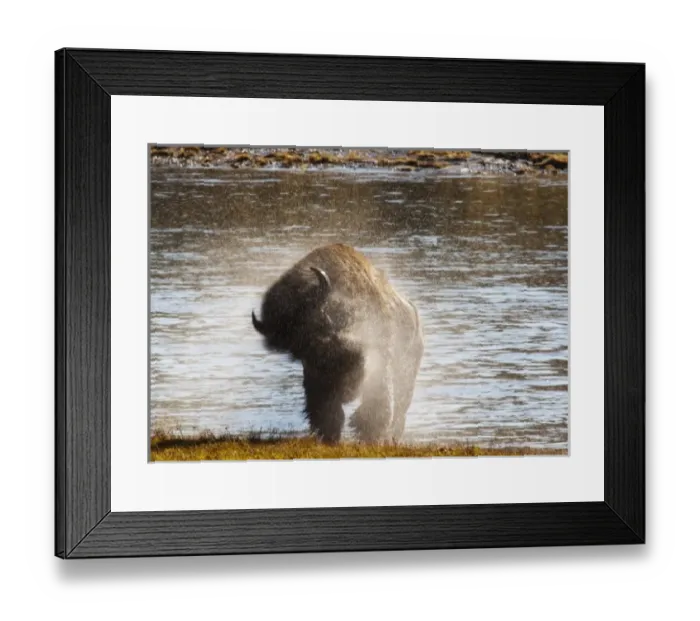 Framed Print : Bison shaking off the water after swimming across the Yellowstone River in the Hayden Framed Print : Bison shaking off the water after swimming across the Yellowstone River in the Hayden