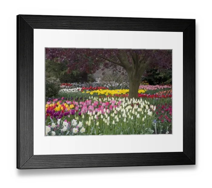 Framed Print : WA, Skagit Valley, Roozengaarde Tulip Garden Framed Print : WA, Skagit Valley, Roozengaarde Tulip Garden