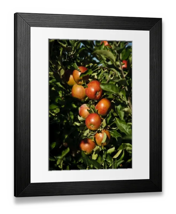 Framed Print : USA, Northwest, Eastern Washington, Walla Walla, apple tree Framed Print : USA, Northwest, Eastern Washington, Walla Walla, apple tree