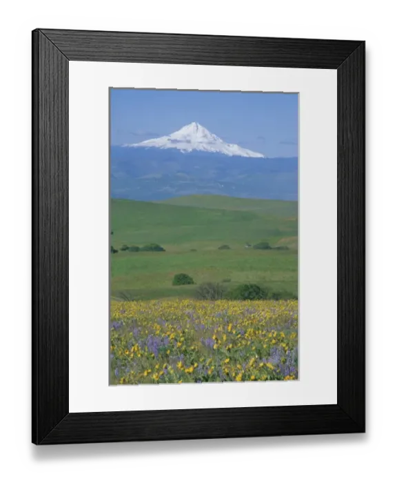 Framed Print : NA, USA, Washington. Field of Arrowleaf Balsamroot and Lupine with Mt. Hood in the background