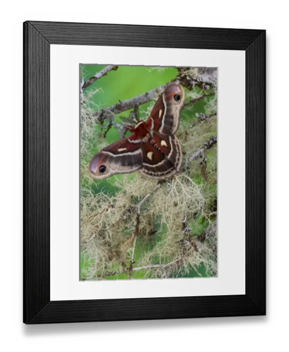Framed Print : North American Silk Moth Hyalopora columbia photographed Sammamish, Washington Framed Print : North American Silk Moth Hyalopora columbia photographed Sammamish, Washington
