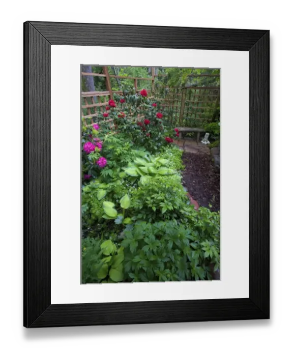 Framed Print : Garden designs and pathway in shade garden - in our Garden Sammamish, Washington