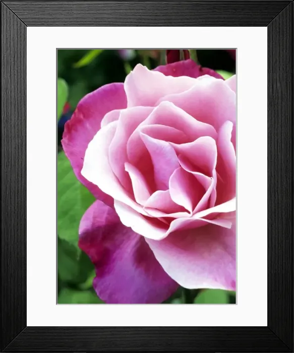 Framed Print : The perfect rose Framed Print : The perfect rose