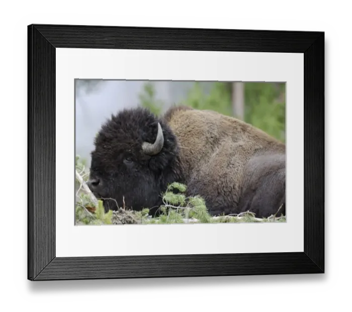 Framed Print : USA, North America, Wyoming Framed Print : USA, North America, Wyoming