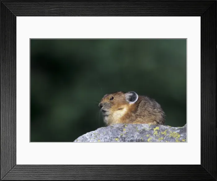 Framed Print : WA, Mount Rainier National Park, American Pika, sitting on rock Framed Print : WA, Mount Rainier National Park, American Pika, sitting on rock