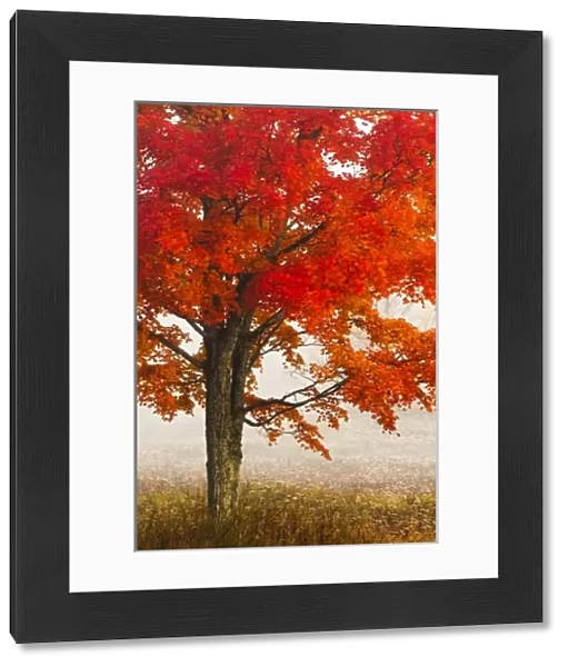 USA, West Virginia, Davis. Red maple in autumn color
