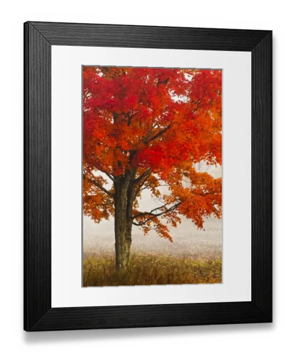 Framed Print : USA, West Virginia, Davis. Red maple in autumn color Framed Print : USA, West Virginia, Davis. Red maple in autumn color